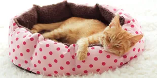 10 Potret Unyu Kucing Kesayangan Saat Lagi Tidur, Nggak Tahan Pengen Dipeluk!