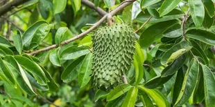15 Manfaat Daun Sirsak, Mulai Dari Cegah Kanker Hingga Redakan Nyeri Punggung