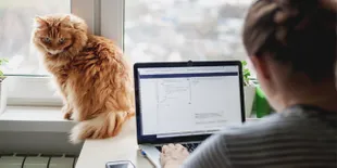 15 Pekerjaan Manusia yang Dikuasai Kucing