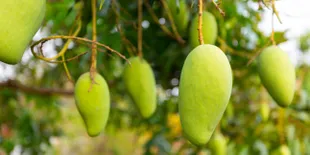 4 Cara Membuat Asinan Mangga Basah dan Kering, Jadi Kudapan Segar Buka Puasa