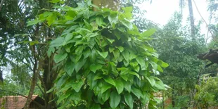 4 Keajaiban Daun Cincau untuk Kesehatan dan Cara Nikmat Mengolahnya!