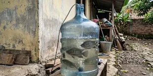 5 Ikan Air Tawar yang Cocok Dipelihara di Galon, Ada yang Bisa Langsung Dipanen di Wadah Kecil