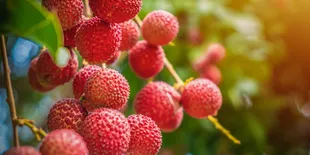 5 Keajaiban Leci untuk Kesehatan, Sangat Ampuh Melawan Risiko Kanker!