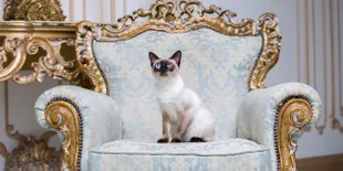 5 Kucing Milik Pemimpin Dunia, Hidup Bahagia dan Sejahtera