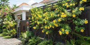 6 Tanaman Rambat Berbunga untuk Pagar Rumah, Bikin Hunian Makin Asri dan Cantik