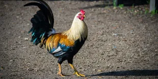 7 Arti Ayam Berkokok Tengah Malam Menurut Primbon Jawa, Ternyata Bisa Jadi Pertanda