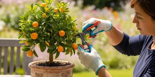 7 Cara Memangkas Tanaman Buah Hias agar Tetap Pendek dan Rajin Berbuah