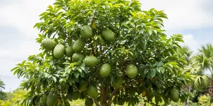 7 Cara Menanam Pohon Sirsak Tetap Pendek tapi Berbuah Banyak, Panen Maksimal