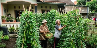 7 Cara Menyulap Lahan Kosong Menjadi Kebun Kecipir yang Subur dan Produktif