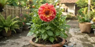 7 Cara Merawat Bunga Dahlia agar Tetap Mekar dan Tampil Cantik Memukau