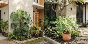 7 Cara Merawat Tanaman Monstera agar Tidak Mudah Layu