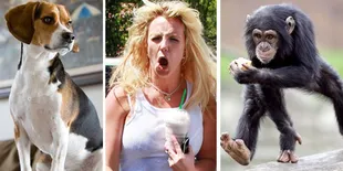 7 Musisi Yang Punya Pengalaman Buruk Dengan Hewan