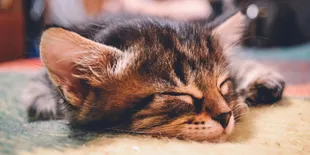 7 Potret Kucing Lagi Rebahan, Mirip Kamu yang Mager Kerja Saat Akhir Tahun Tiba