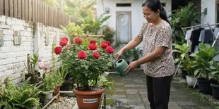 8 Tips Merawat Tanaman Bunga Mawar agar Kelopaknya Tidak Rontok, Tumbuh Sehat dan Indah