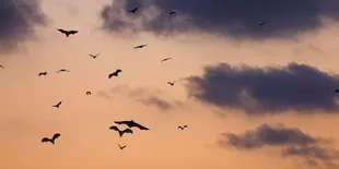 9 Hewan Menakjubkan Selain Burung yang Dipercaya Bisa Terbang di Langit!