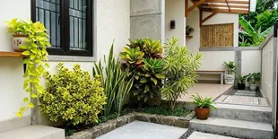 9 Tanaman Hias dengan Warna Daun Hijau-Kuning yang Menarik, Bikin Rumah Makin Segar.
