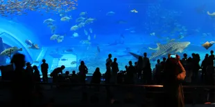 Akuarium Ini Dapat Menghidupkan Gambar!