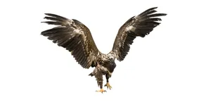 Apa Makna Semboyan? Definisi, Ragam, dan Contoh Menariknya!