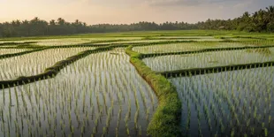 Arti Mimpi Sawah Banyak Air, Simbol Rezeki hingga Luapan Emosi dalam Diri