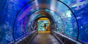 Bagaimana Sensasi Berenang Ditemani Hiu Ganas?