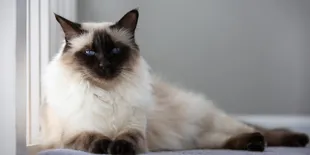 Balinese, Kucing Siam Berbulu Panjang yang Butuh Perawatan Ekstra