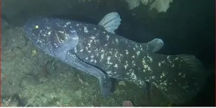 Bayangkan Jika Dinosaurus Masih Hidup, Apa yang Akan Terjadi di Dunia Kita?
