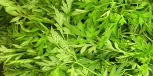 Begini Cara Konsumsi Daun Kenikir untuk Atasi Hipertensi dan Cegah Kanker