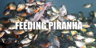 Begini Cara Nelayan Beri Makan Piranha, Bikin Bergidik Ngeri
