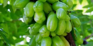Belimbing Wuluh, Rahasia Tersembunyi Buah Asam yang Ampuh Turunkan Kolesterol!