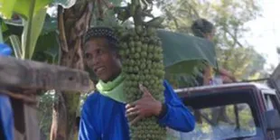 Berbuah Hingga Ribuan, Pohon Pisang di Jawa Tengah Bikin Heboh