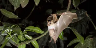 Bermain dengan Bayi Kelelawar di Klinik Ini, Yuk!