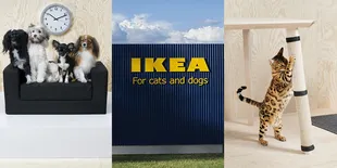 Nggak Cuma Manusia, Hewan Peliharan pun Bakal Punya Mebel Sendiri