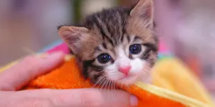 Bikin Ngilu, Anak Kucing Ini Nyaris Dilindas Mobil Hingga 13 Kali