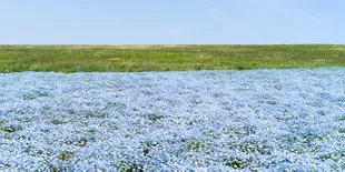 Blue Landscape yang Bisa Kamu Temui di Taman Bunga Ini