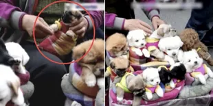 Bukan Boneka, Yang Dijual Pedagang China Ini Aslinya Bikin Sedih