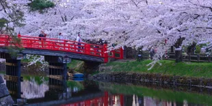 Bunga Sakura Bisa Jadi Karpet, Lho!