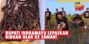 Bupati Indramayu Lepaskan Ribuan Ular ke Sawah, Demi Perangi Hama Tikus?