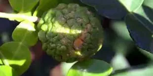 Cara Ampuh Mengolah Bubuk Daun Jeruk Purut Jadi Lebih Lezat