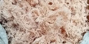 Cara Cuci Rumput Laut Kering agar Siap Diolah, Trik Rahasia dari YouTube