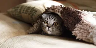 Cara Membuat Kucing Tidak Bosan Meski Tinggal di Dalam Rumah, Bikin Anabul Lebih Aktif