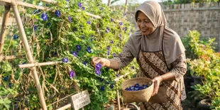 Cara Menanam Bunga Telang dari Biji, 7 Langkah Mudah Subur dan Cepat Berbunga