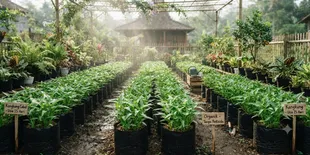 Cara Menanam Kangkung Cabut di Polybag, 7 Langkah Panen Cepat dan Melimpah