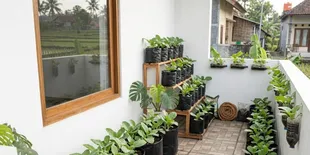 Cara Menanam Sayur Baby Kailan di Lahan Sempit, Bisa Panen Cepat dengan Polybag