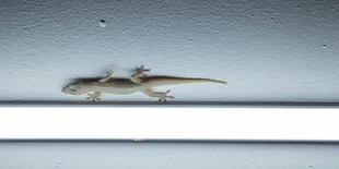 Cara Mengusir Cicak dari Dapur dengan Bahan yang Ada di Rumah