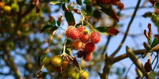 Cara Merangsang Pohon Rambutan agar Cepat Berbuah Lebat, Ini 8 Langkah yang Tepat dan Efektif