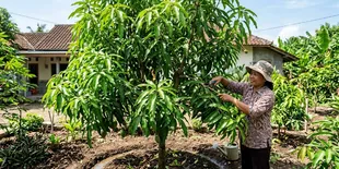 Cara Merawat Pohon Mangga Agar Daunnya Tidak Mudah Rontok, 7 Langkah Agar Rindang Dan Sejuk