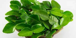 Cara Mudah Memilih Daun Jeruk untuk Masakan Indonesia