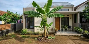 Cara Tanam Pohon Pisang agar Tidak Tinggi, Ikuti Langkah Ini agar Lebih Mudah Dirawat