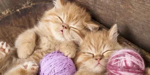 Cat Lovers? Come Here!