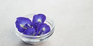 Cegah Kanker dan Kontrol Gula Darah Menggunakan Bunga Telang